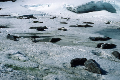 Weddell Seal Mother pup 42
