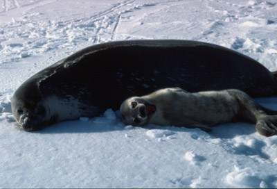 Weddell Seal Mother pup 43