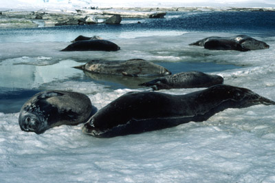 Weddell Seal Mother pup 44