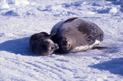 Weddell Seal Mother pup 48