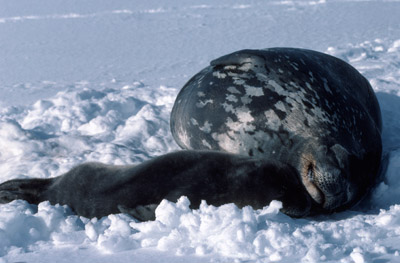 Weddell Seal Mother pup 49