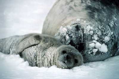Weddell Seal Mother pup 5