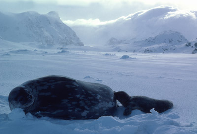 Weddell Seal Mother pup 8