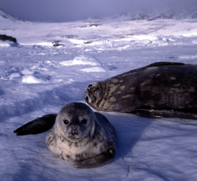Weddell Seal Mother pup 9