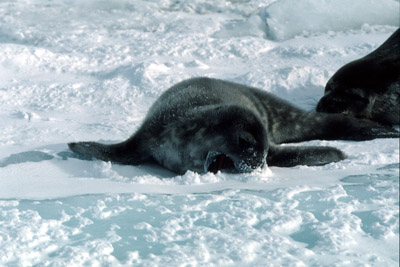 Weddell seal  Pup 13