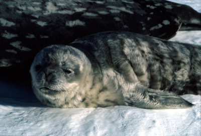 Weddell seal  Pup 6