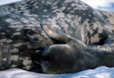 Weddell seal  Pup 9