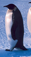 emperor penguin showing the use of tail as part of the tripod - photo courtesy NOAA