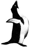 Penguin - Posing Adelie, black and white line
