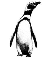 Penguin - Jackass, black and white line