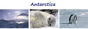3 Antarctic Pictures  - Set 1