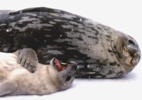 Seal Pup - Antarctic pair