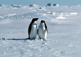 Penguin - A Pair of Adelies on sea-ice