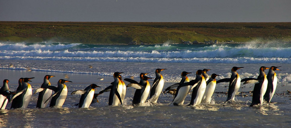 King penguins in the Falkland Islands