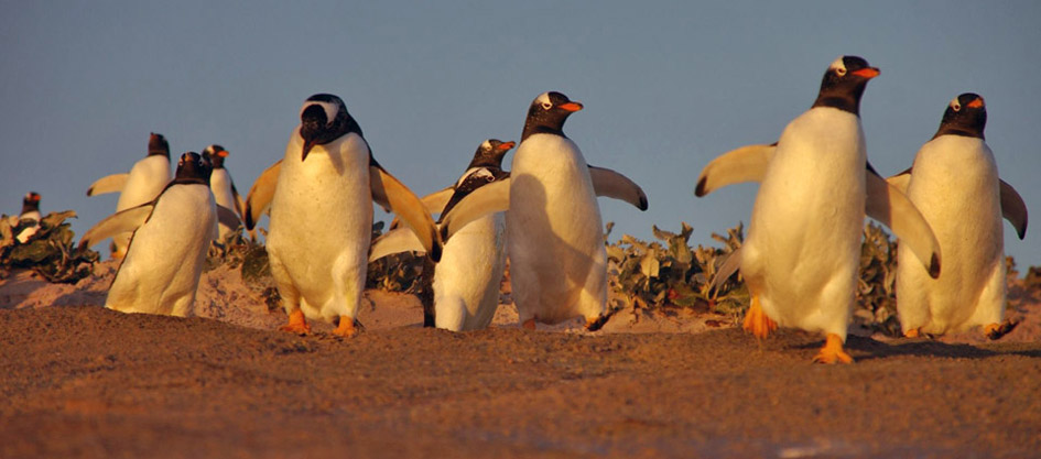 Gentoo penguins in the Falkland Islands