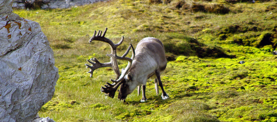 travel in svalbard