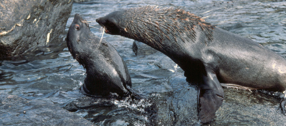 juvenile fur seals
