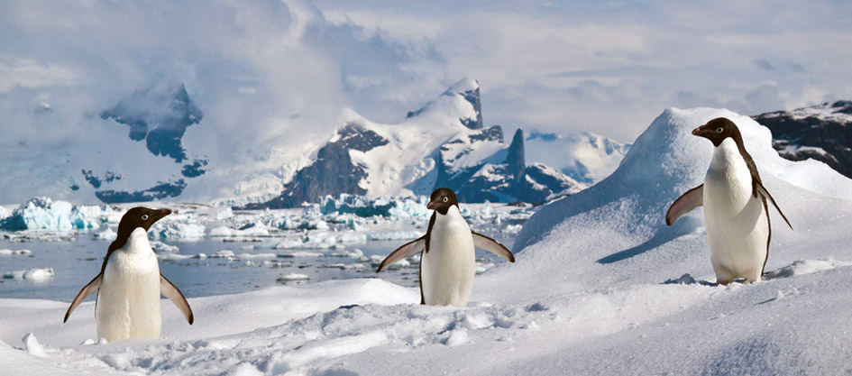 Adelie penguins, Antarctic Peninsula