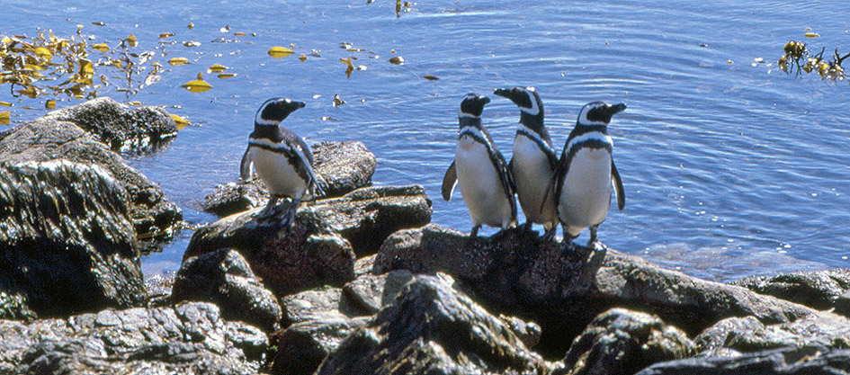 Jackass penguins, Falkland Isalnds